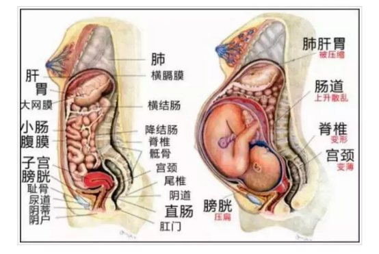 看看怀孕后内脏被挤成什么样，就知道坐月子的重要性了！